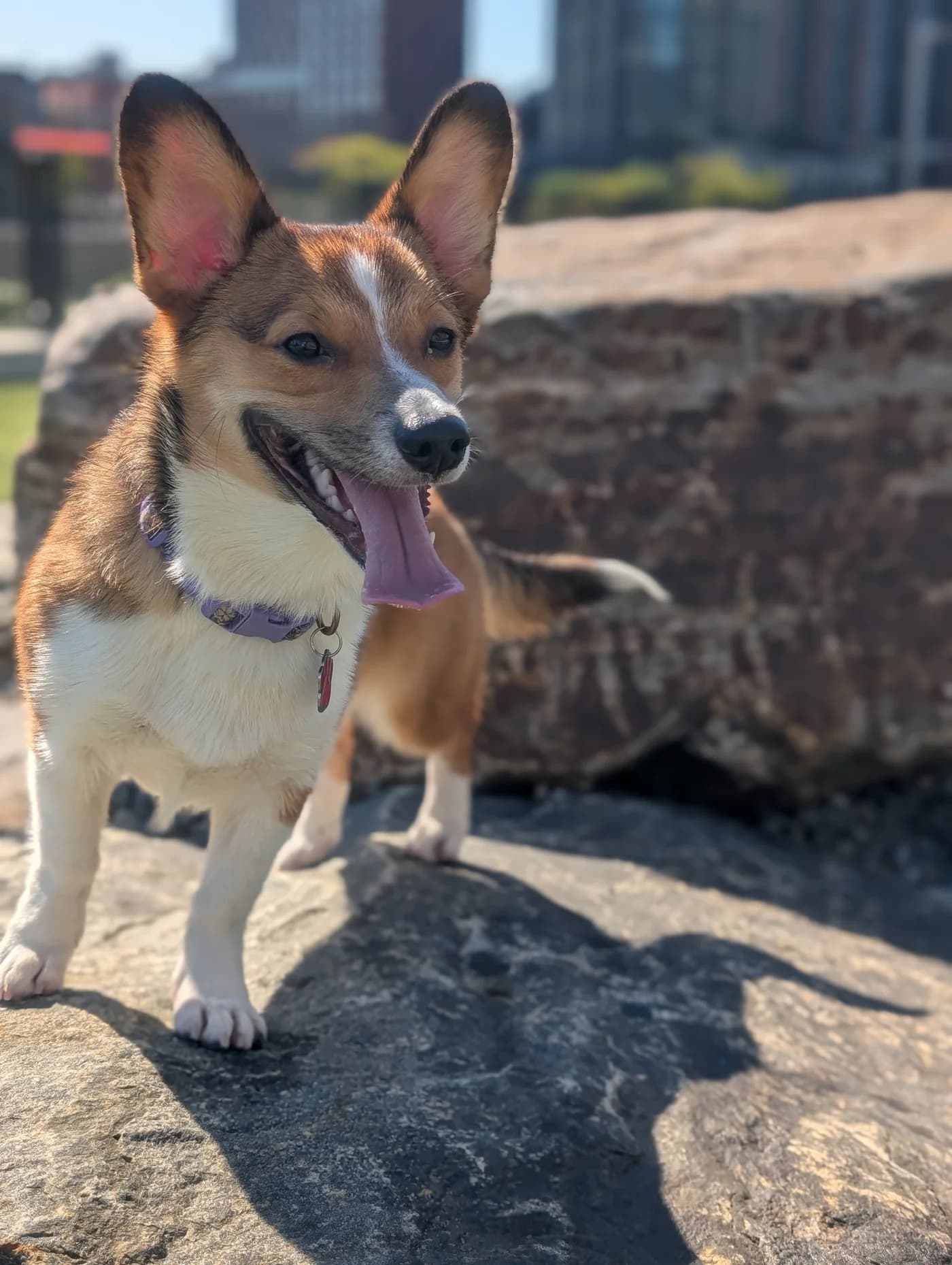 A corgi standing on the rocks at the Long Island City waterfront.